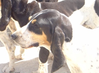 Tina des Echos de Puymerle
